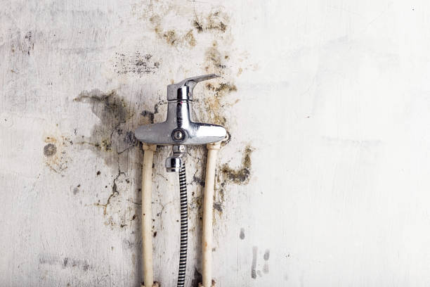 Best Home Mold Removal  in Lake Mohegan, NY