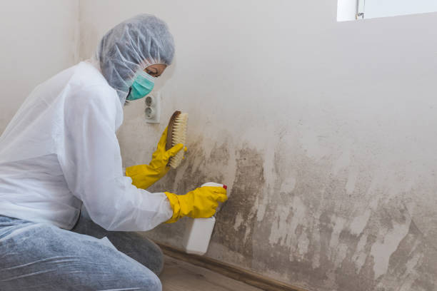 Best Office Mold Removal Services  in Lake Mohegan, NY