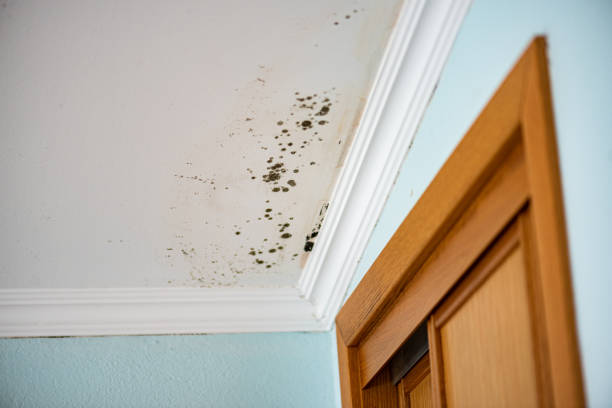 Mold Removal Process in Lake Mohegan, NY