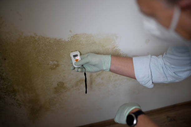 Lake Mohegan, NY Mold Removal Company