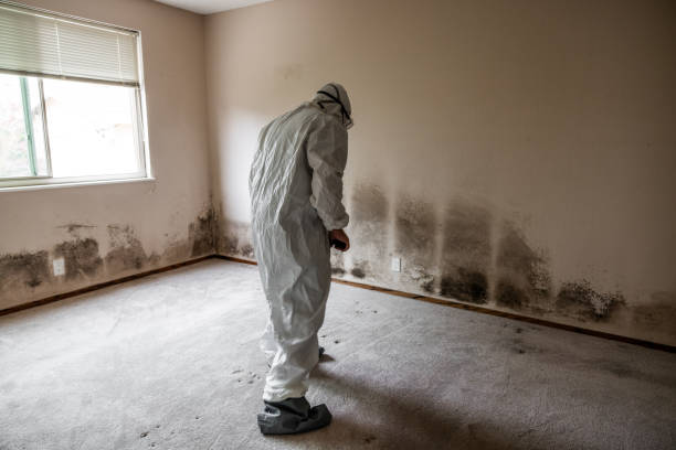 Mold Removal Process in Lake Mohegan, NY